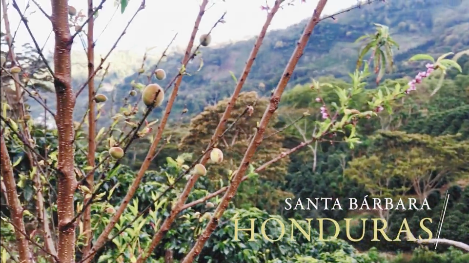 Field Notes: Cameron's highlights from Honduras